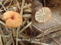 Marasmius curreyi-amf1272